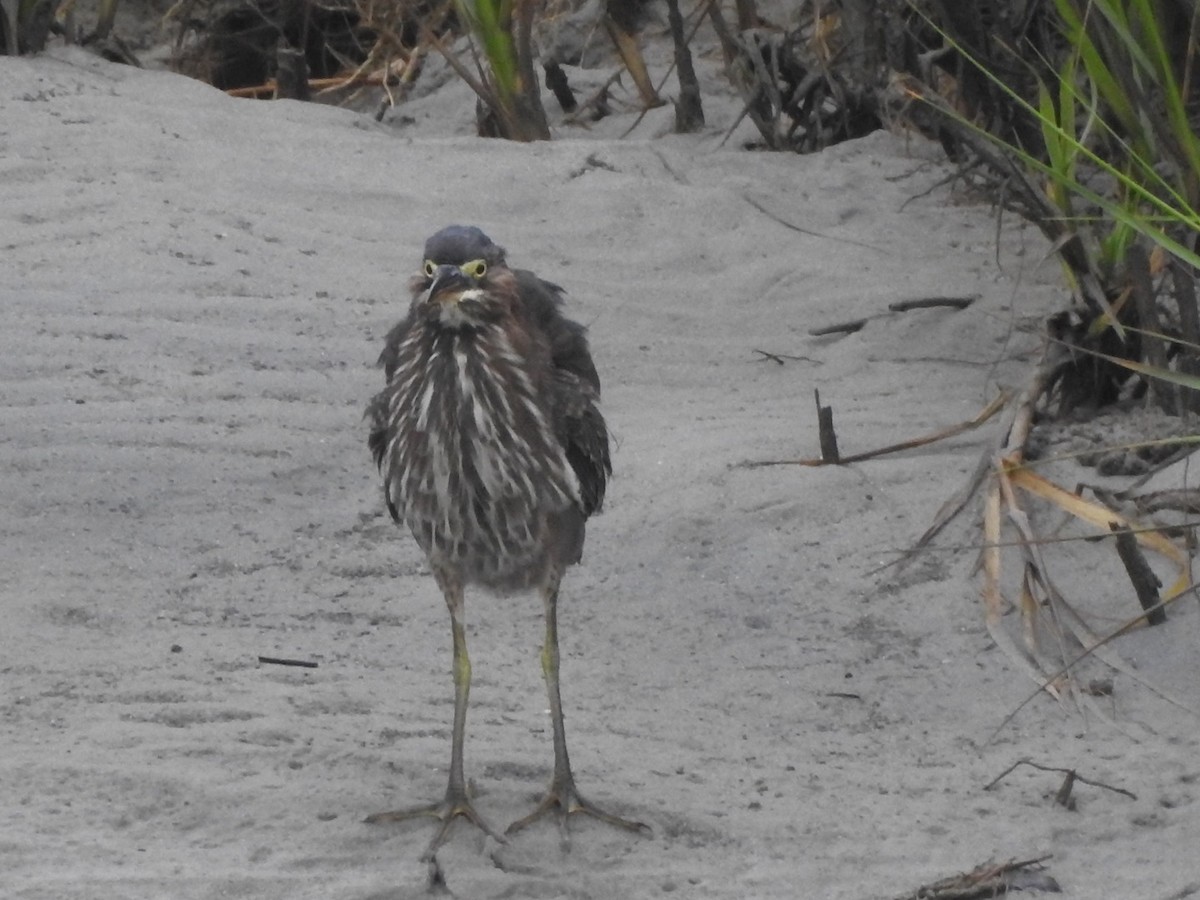 Green Heron - Bill Hooker