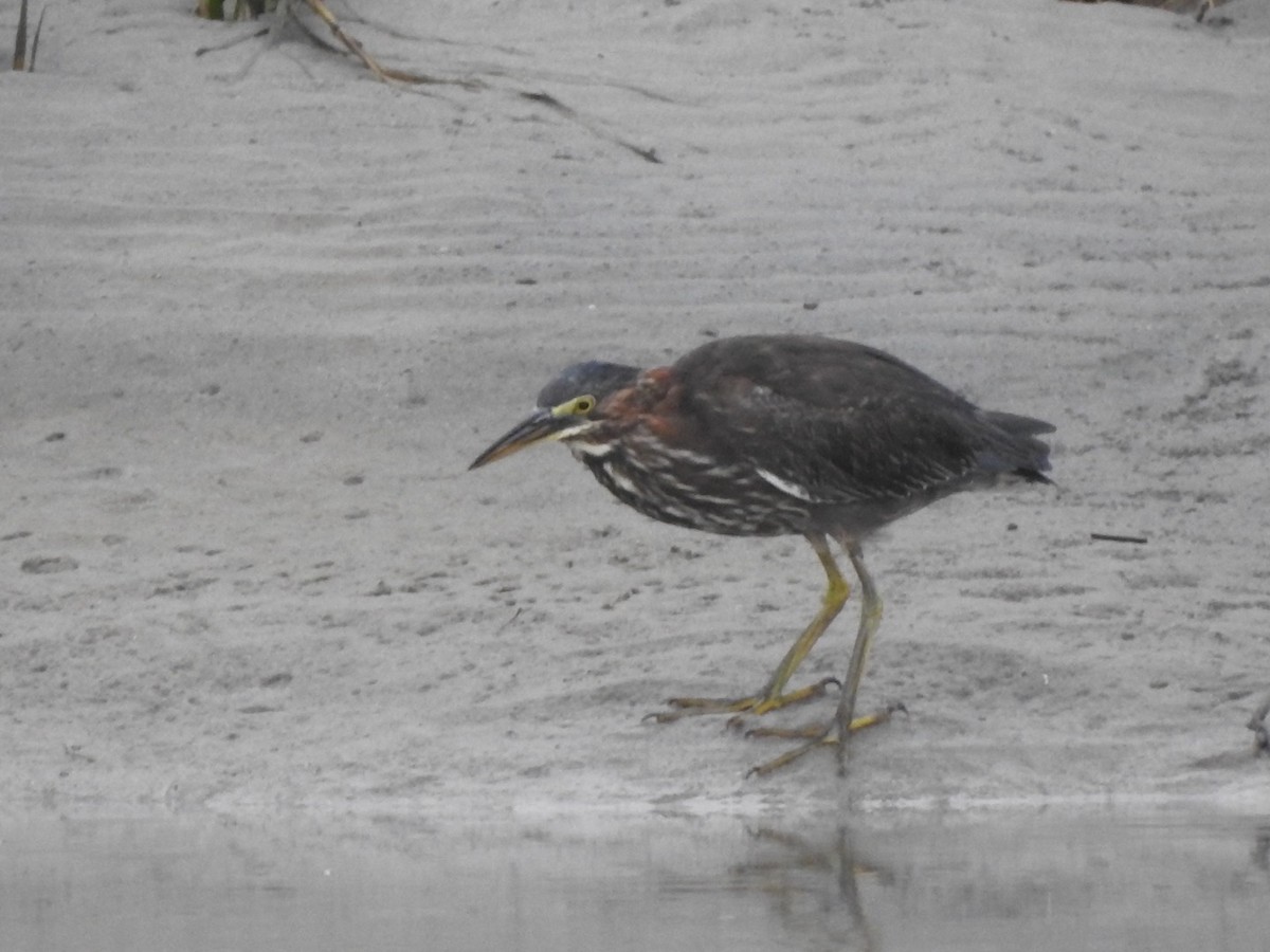 Green Heron - Bill Hooker