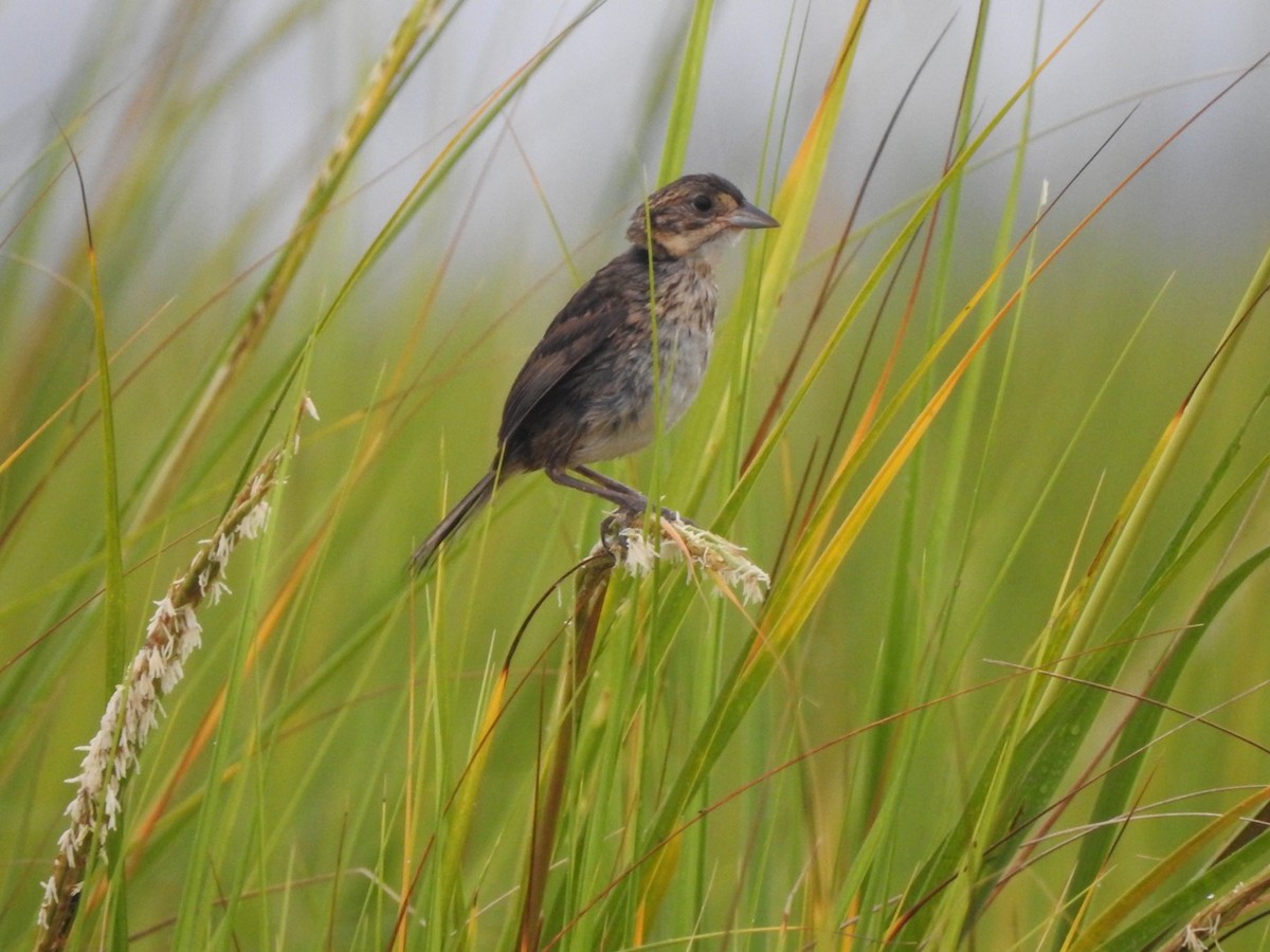 Seaside Sparrow - Bill Hooker