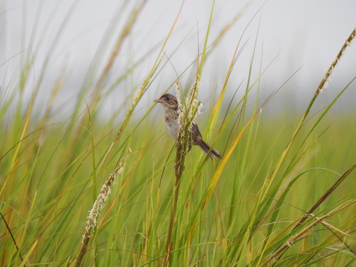 Seaside Sparrow - Bill Hooker