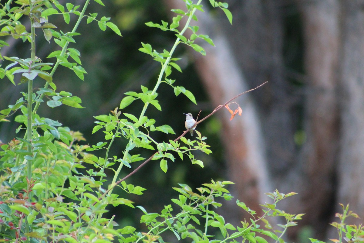 Rufous Hummingbird - ML257332561