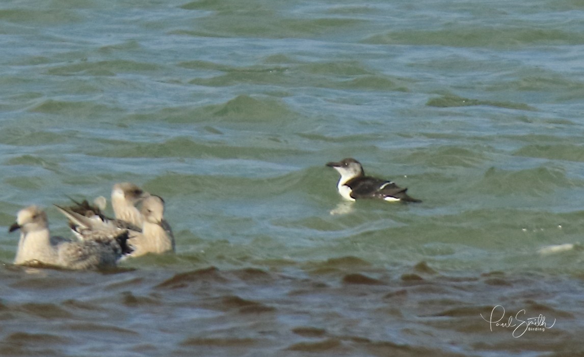 Razorbill - Paul (Mac) Smith   🦅