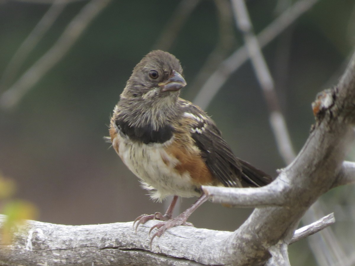 Spotted Towhee - ML257334601