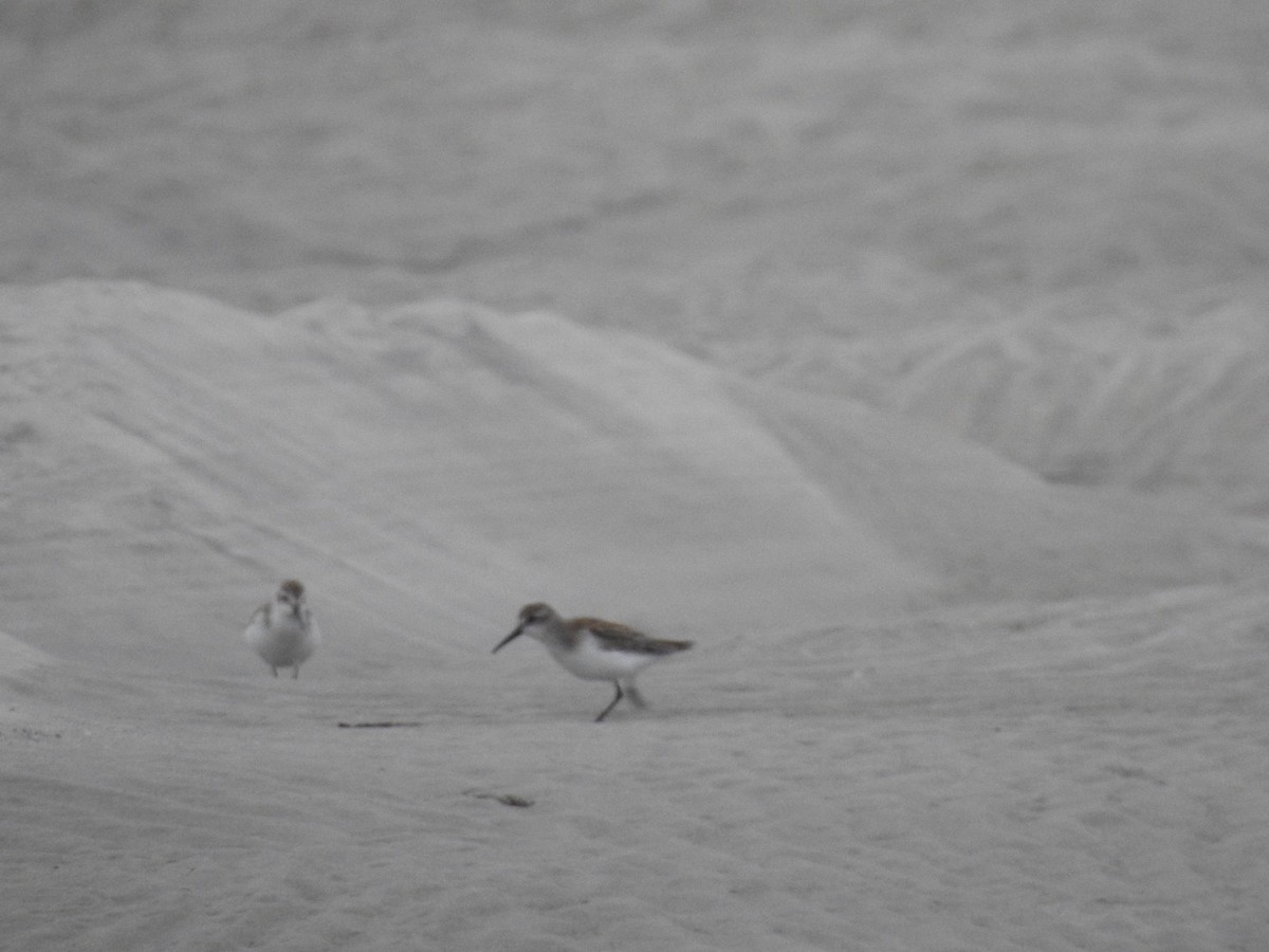 Western Sandpiper - Bill Hooker