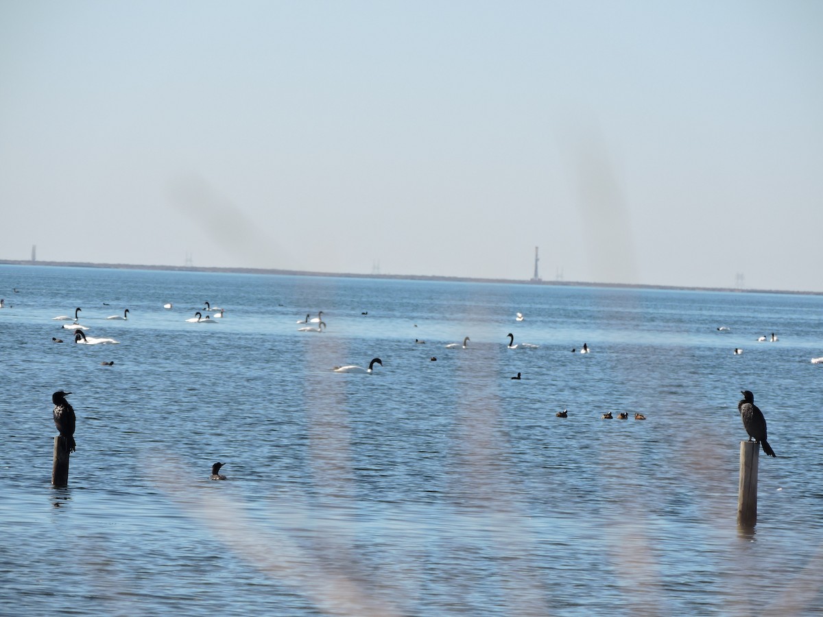 Neotropic Cormorant - Mónica  Cobelli