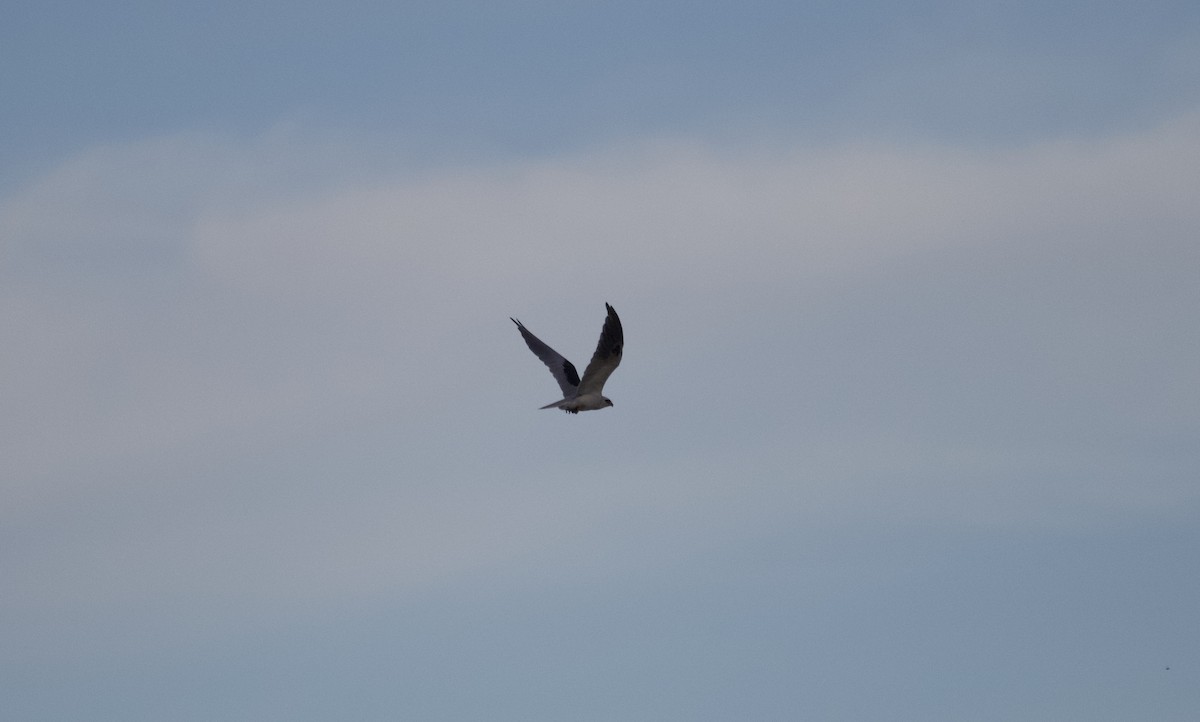 White-tailed Kite - ML257335761