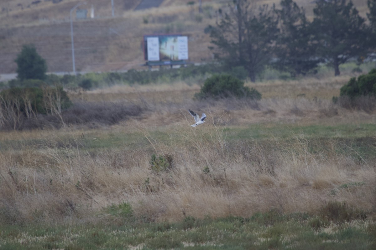 White-tailed Kite - ML257335791