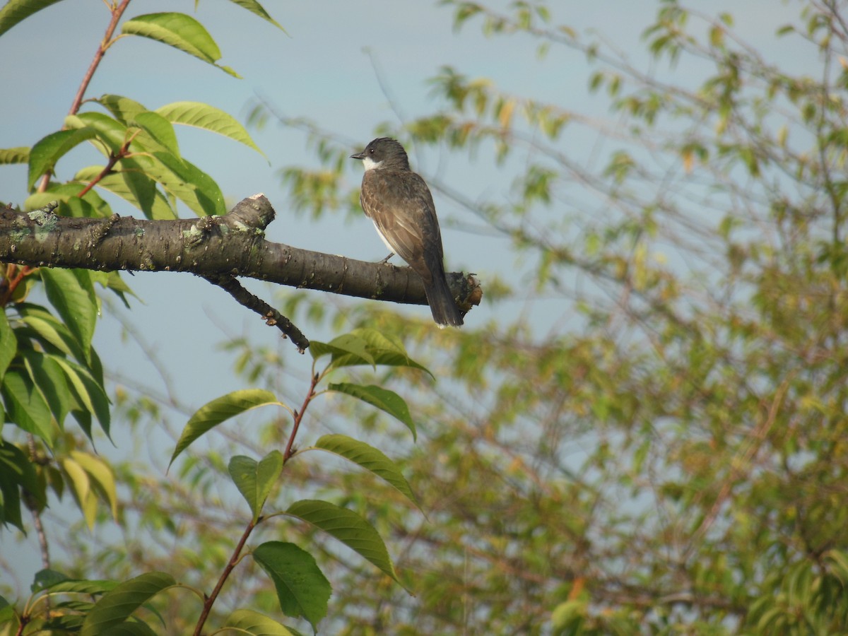 Eastern Kingbird - Tobias Pessoa Gingerich