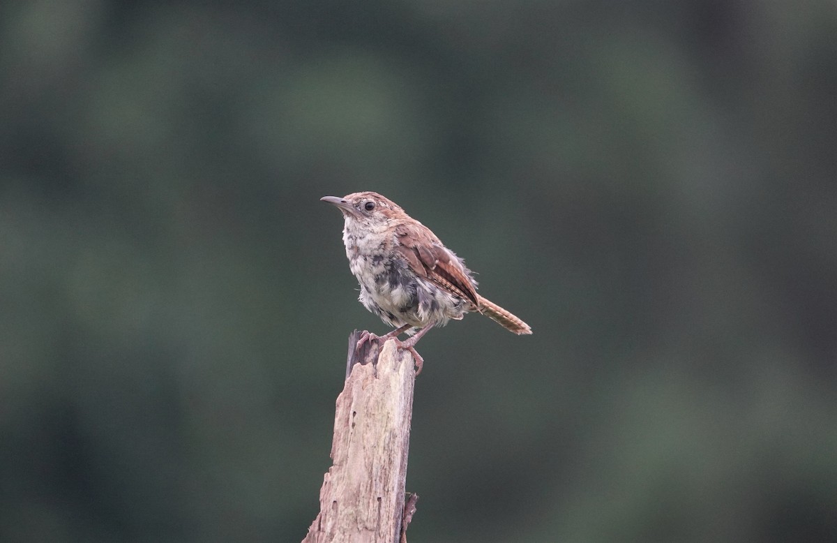 Carolina Wren - ML257337381