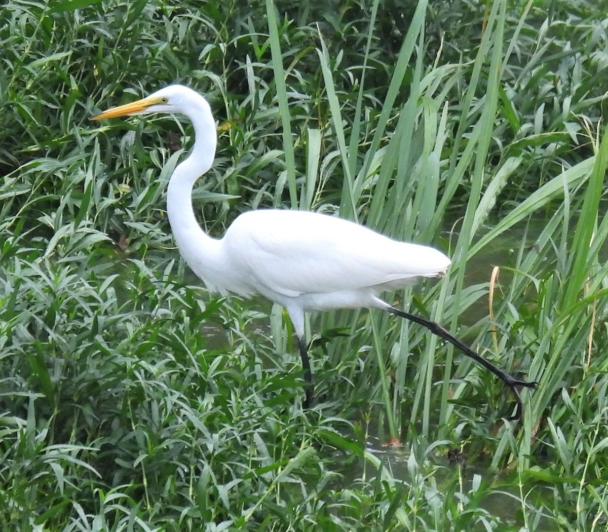Great Egret - ML257338911