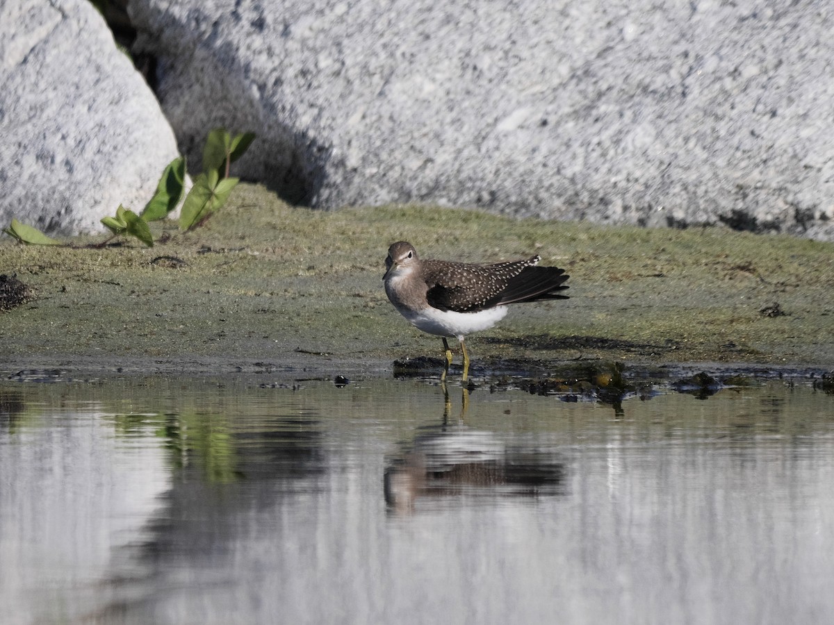 Solitary Sandpiper - ML257338971