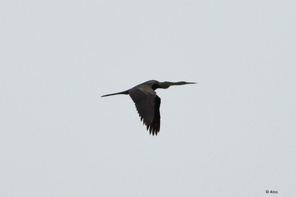 Oriental Darter - ML257340551