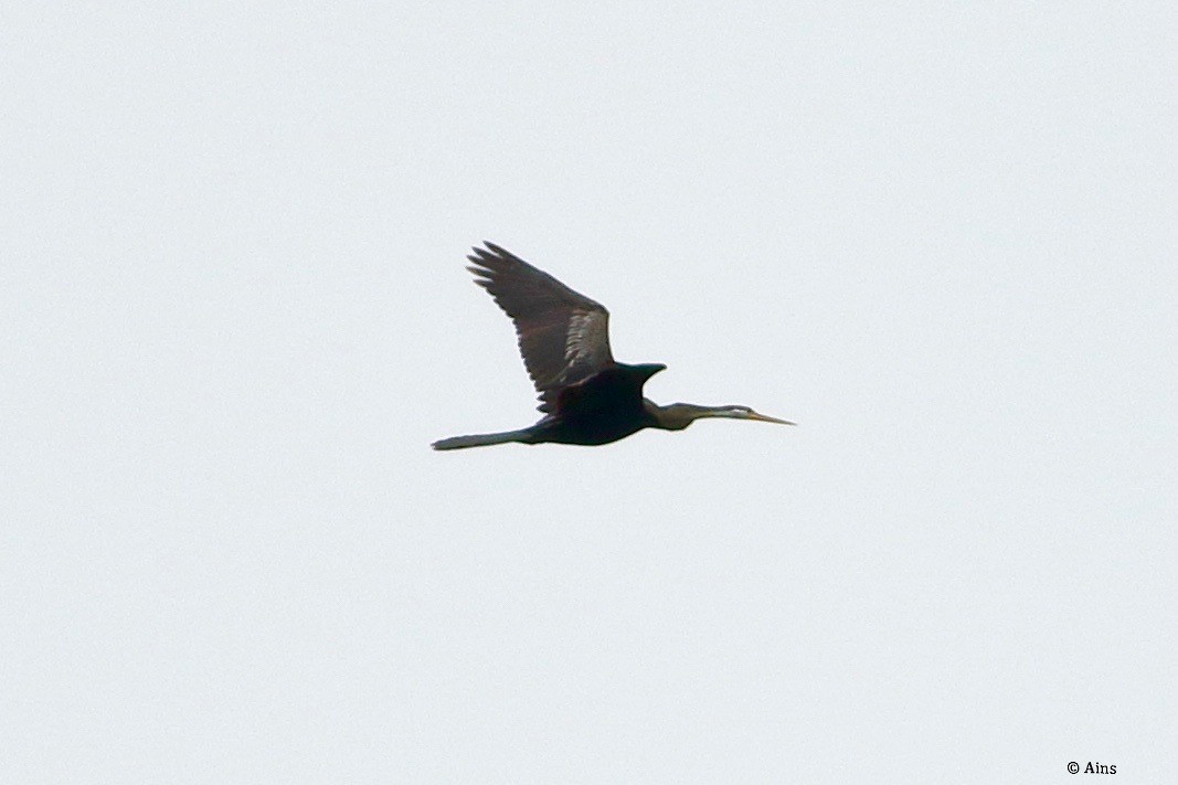 Oriental Darter - ML257340561