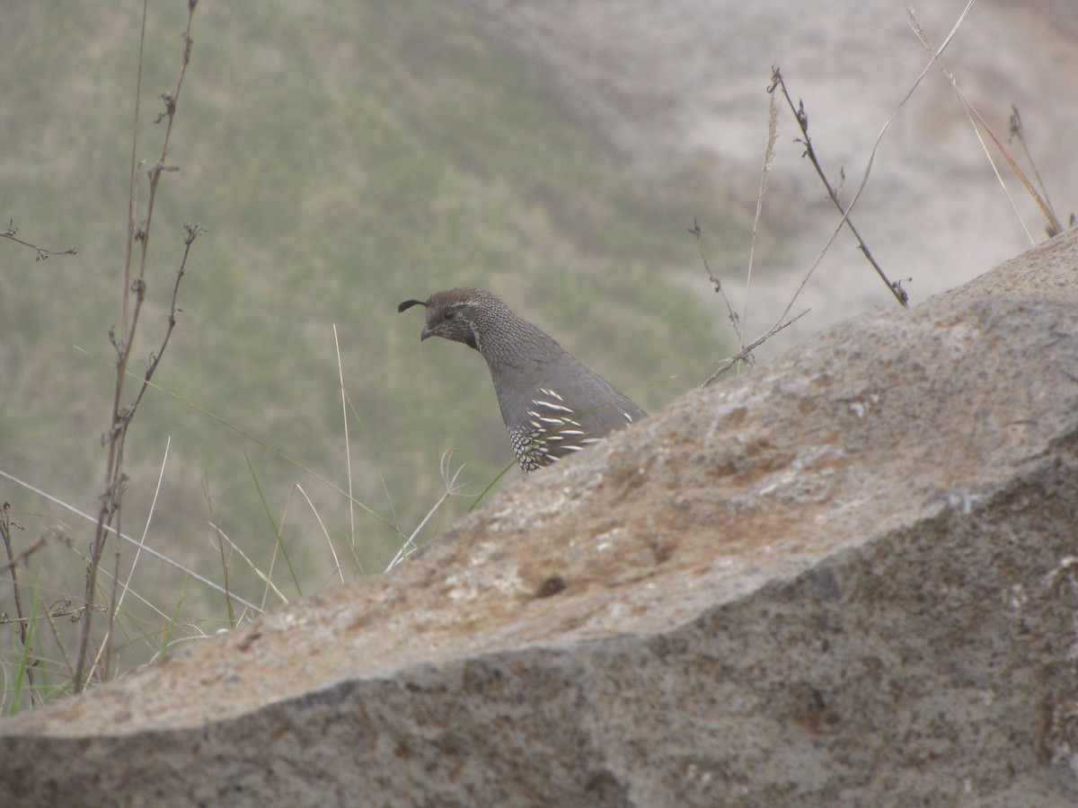 California Quail - ML25734331