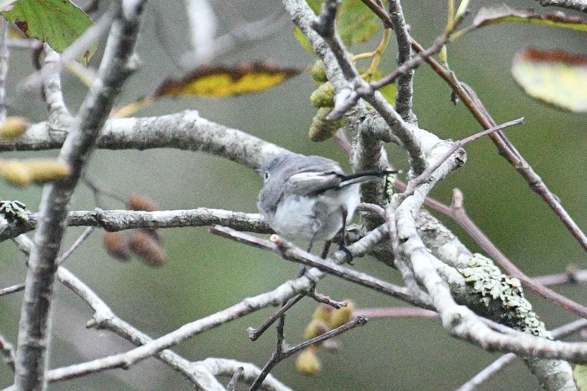 Blue-gray Gnatcatcher - Bart Wickel