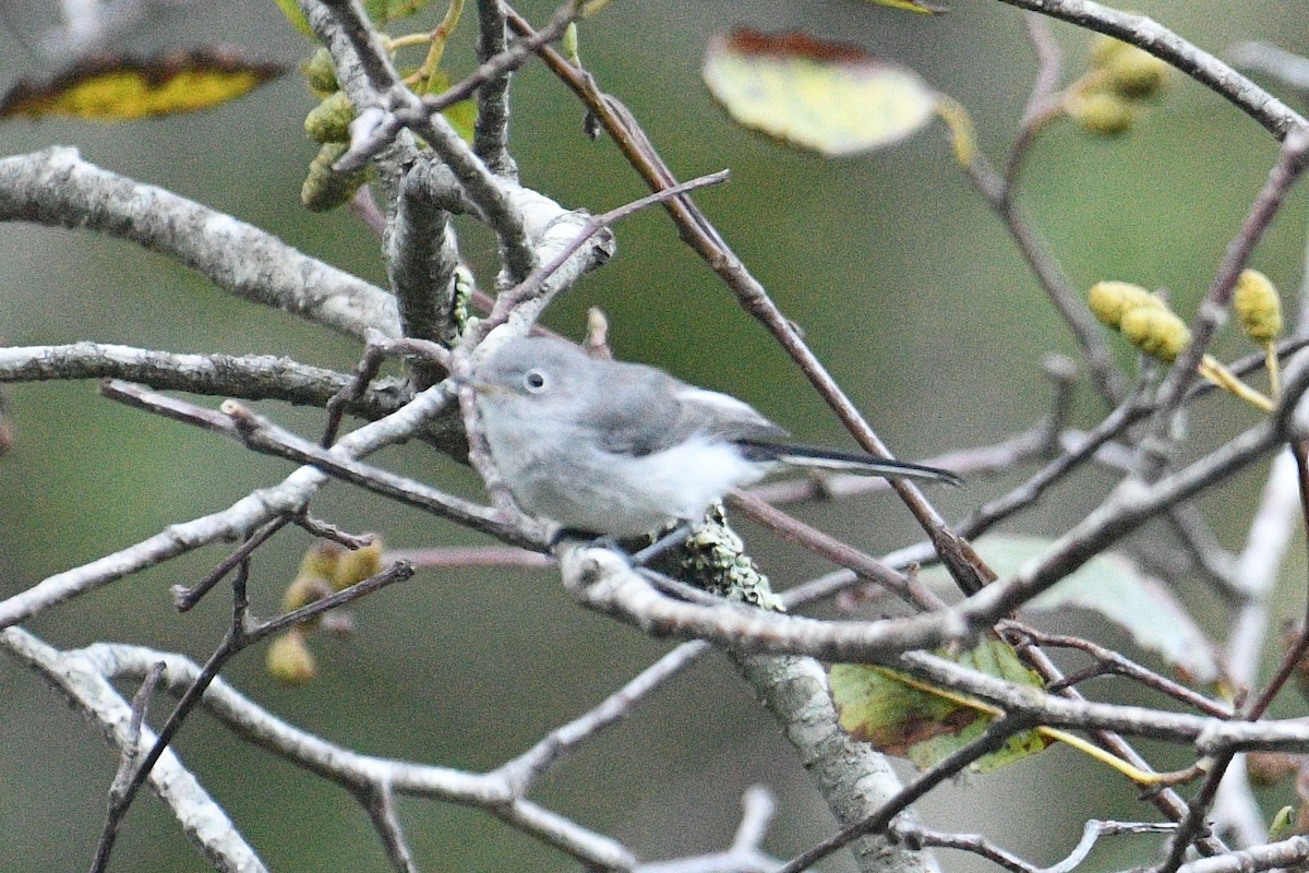 Blue-gray Gnatcatcher - Bart Wickel