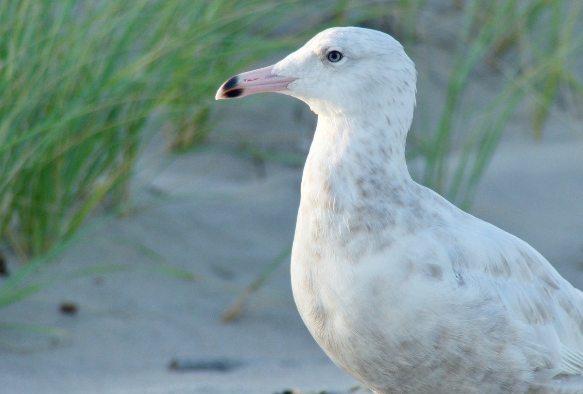 Glaucous Gull - ML257347351