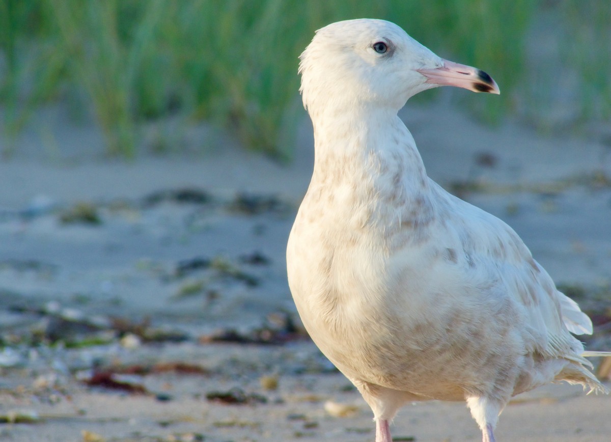 Glaucous Gull - ML257347371