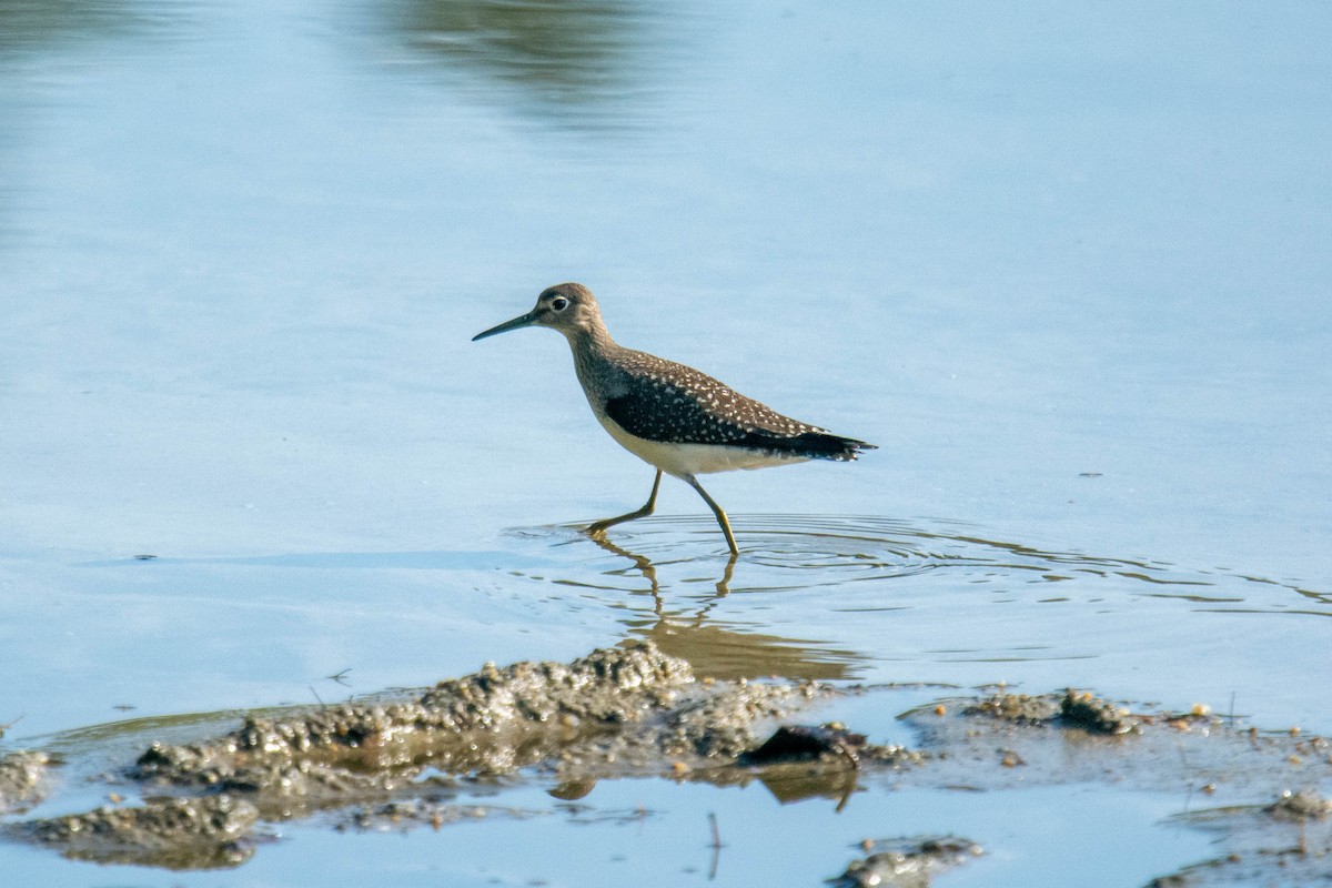 Solitary Sandpiper - ML257347941