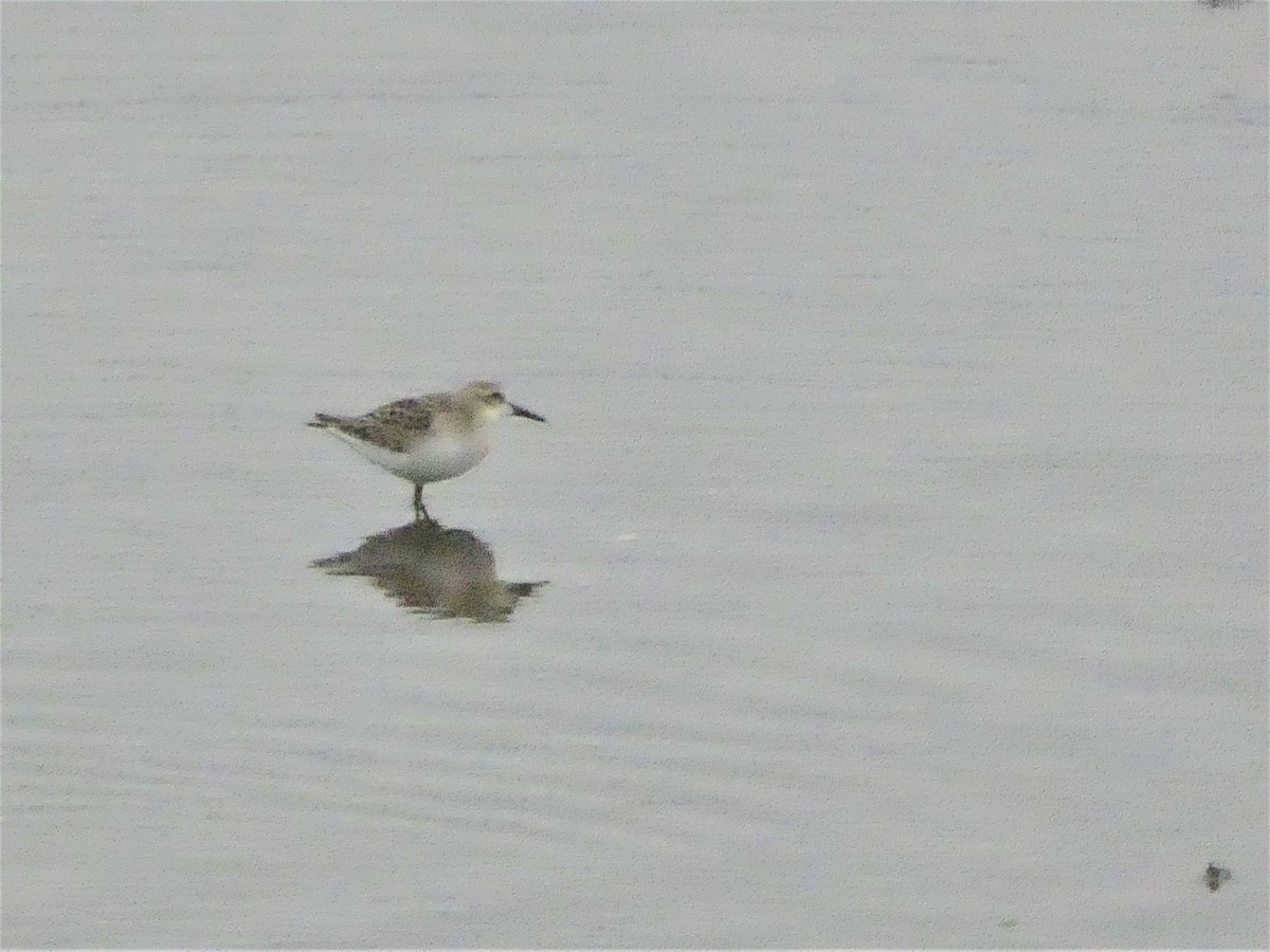 Semipalmated Sandpiper - Lucie Roy27