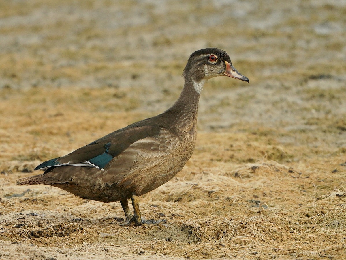 Wood Duck - ML257349041