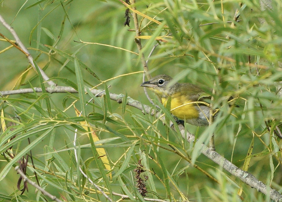 Yellow-breasted Chat - ML257349591