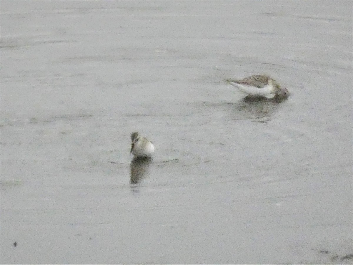 Semipalmated Sandpiper - Lucie Roy27