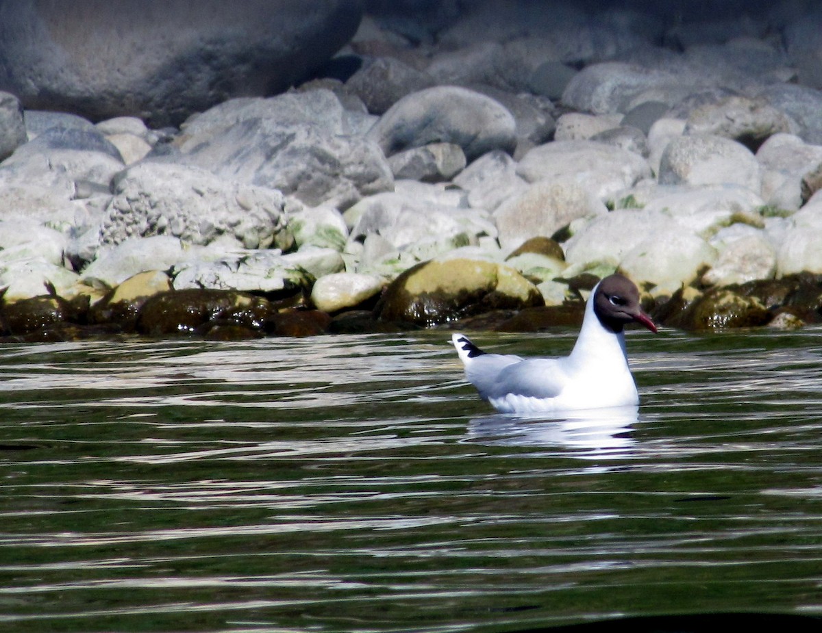 Brown-hooded Gull - ML25735041