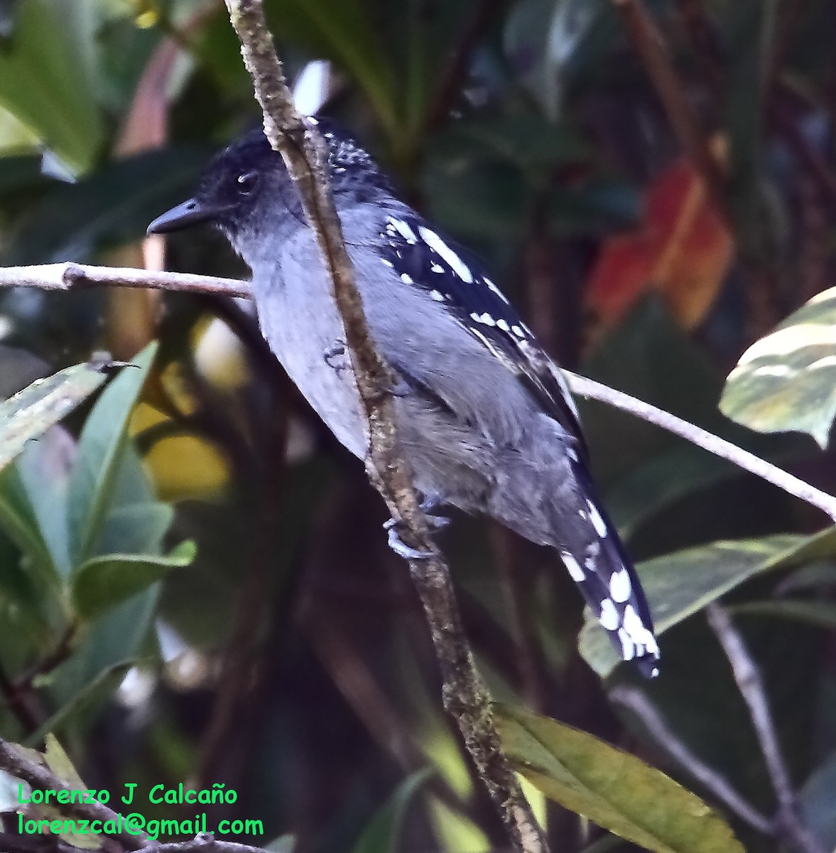 Streak-backed Antshrike - ML257351631