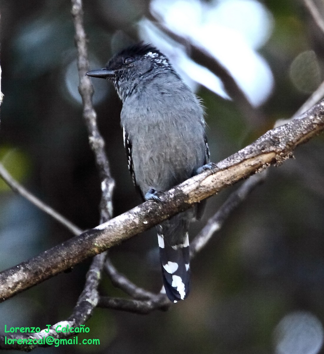 Streak-backed Antshrike - ML257351721