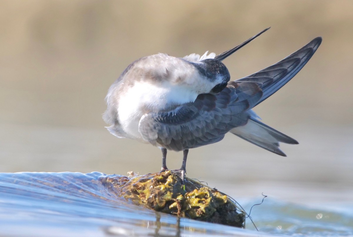 Black Tern - ML257351801