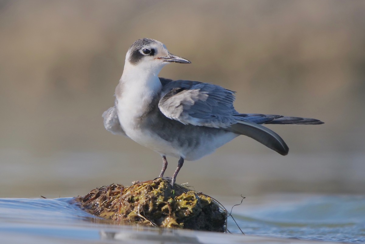 Black Tern - ML257351811