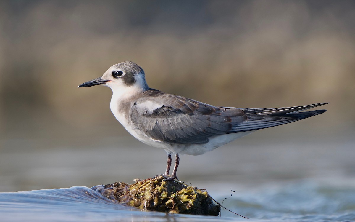 Black Tern - ML257351851