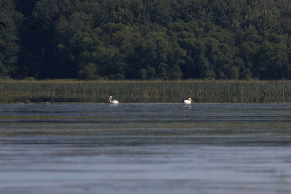 American White Pelican - ML257352041