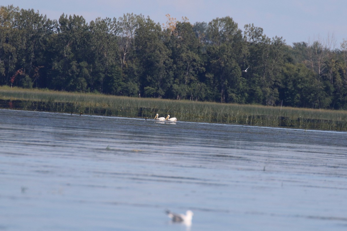 American White Pelican - ML257352071