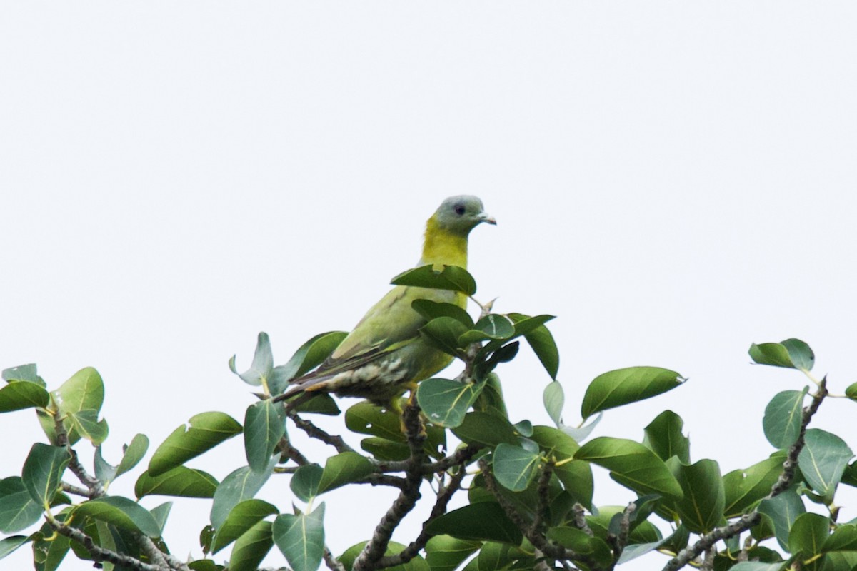 Yellow-footed Green-Pigeon - ML257352741