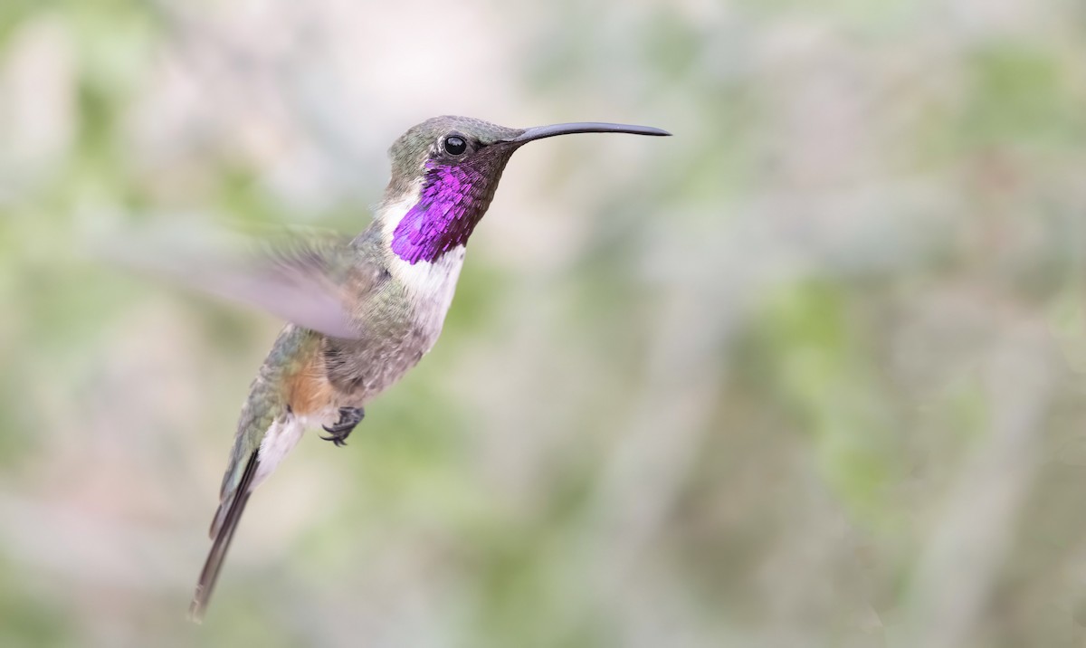 Lucifer Hummingbird - ML257355841