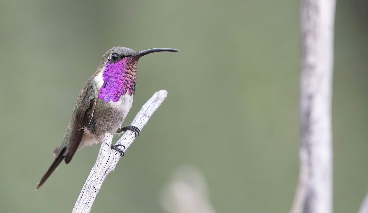 Lucifer Hummingbird - ML257356481