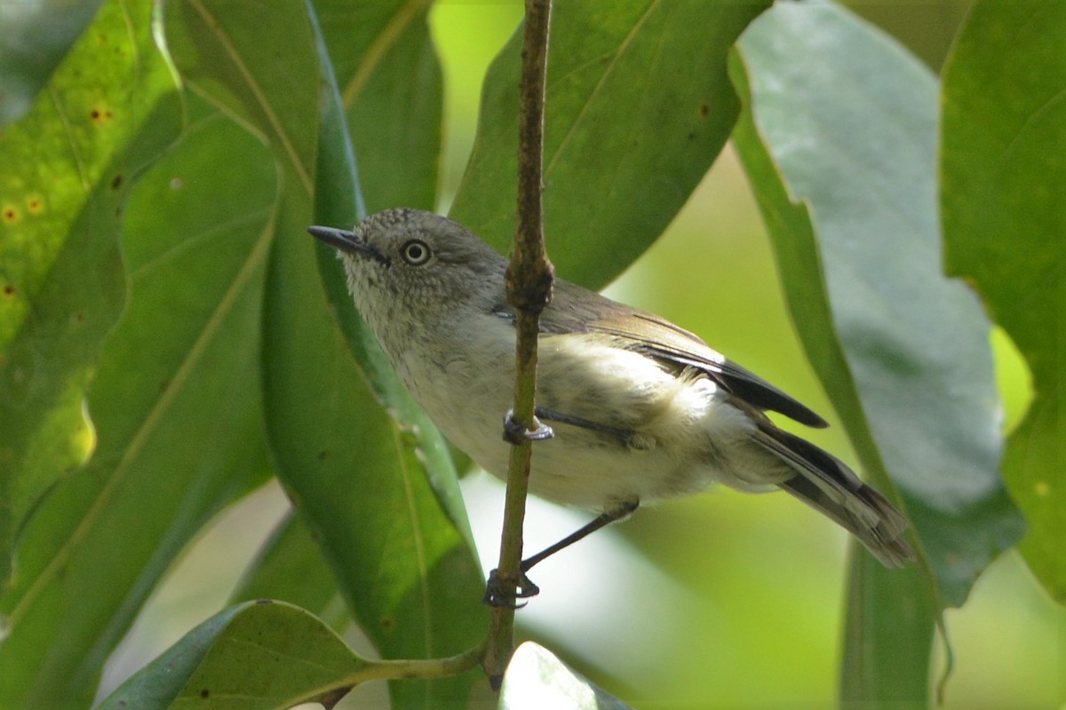 Mountain Thornbill - David Hollie