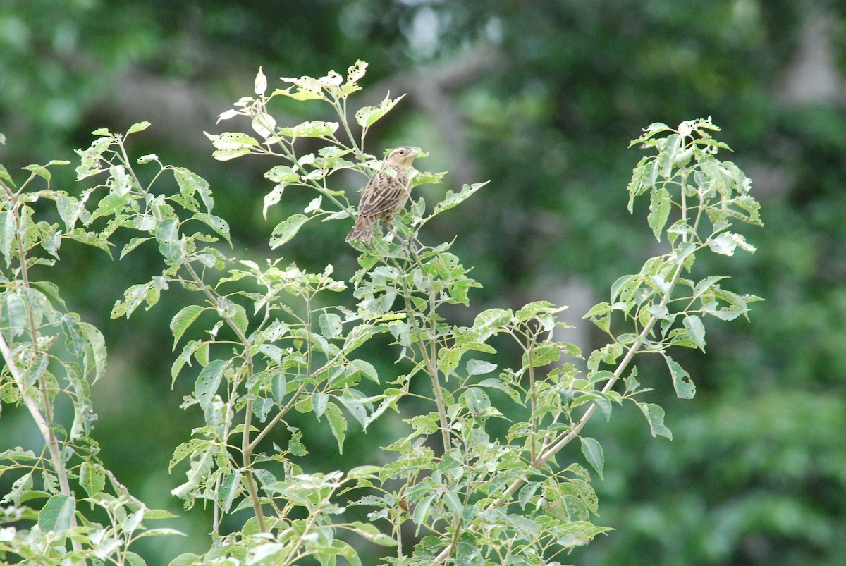 Red-breasted Meadowlark - ML257365801