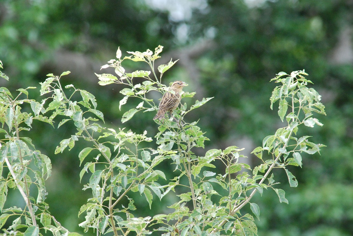 Red-breasted Meadowlark - ML257365821