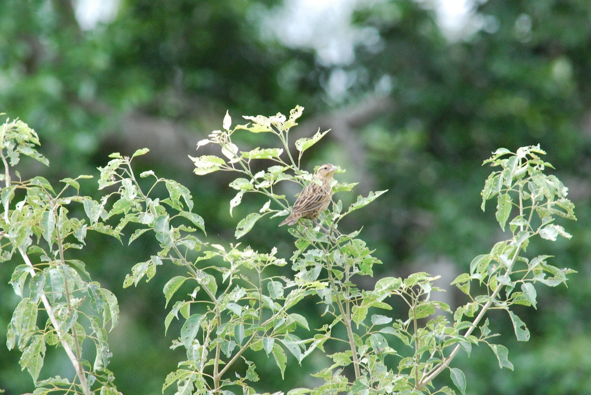 Red-breasted Meadowlark - ML257365891