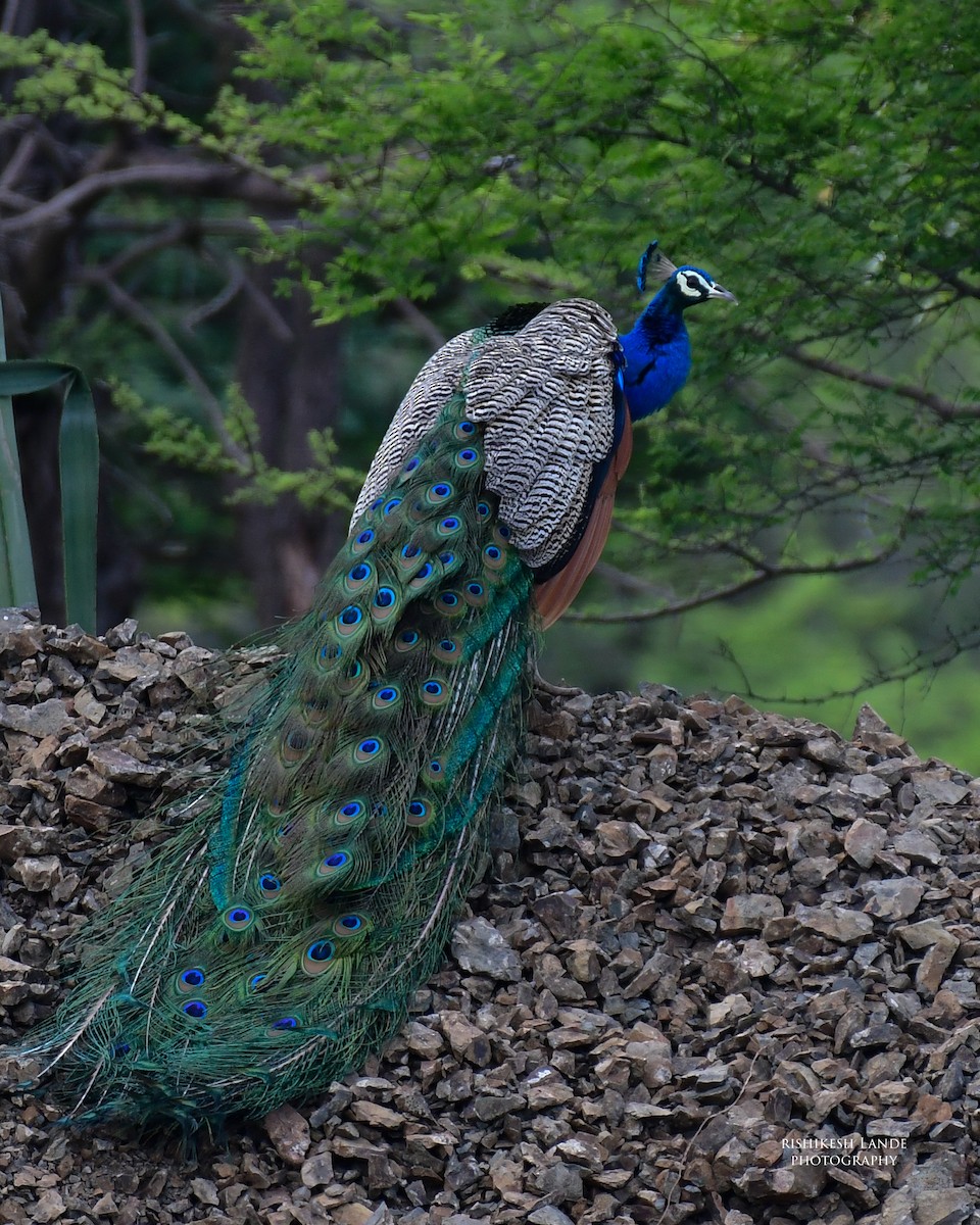 Indian Peafowl - Rishikesh  Lande