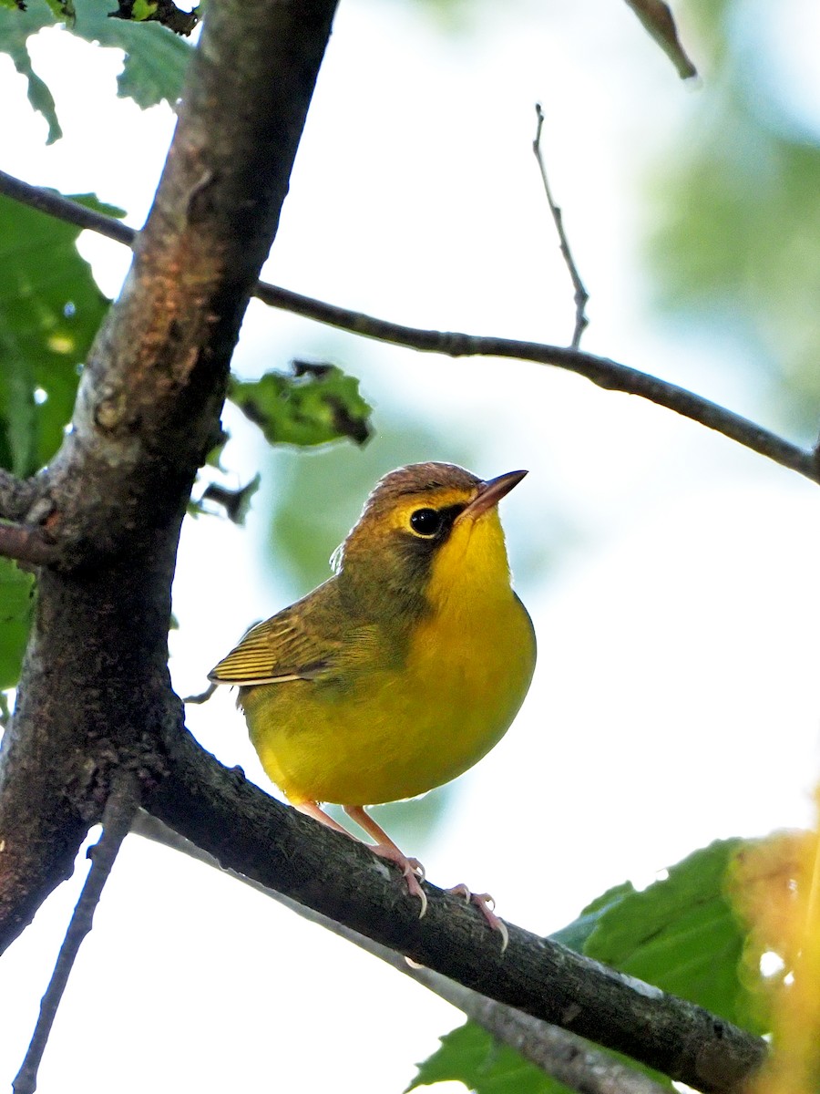 Kentucky Warbler - Gary Mueller