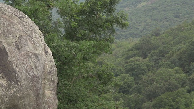 Dusky Crag-Martin - ML257371621