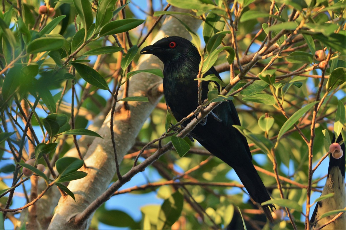 Metallic Starling - ML25737191