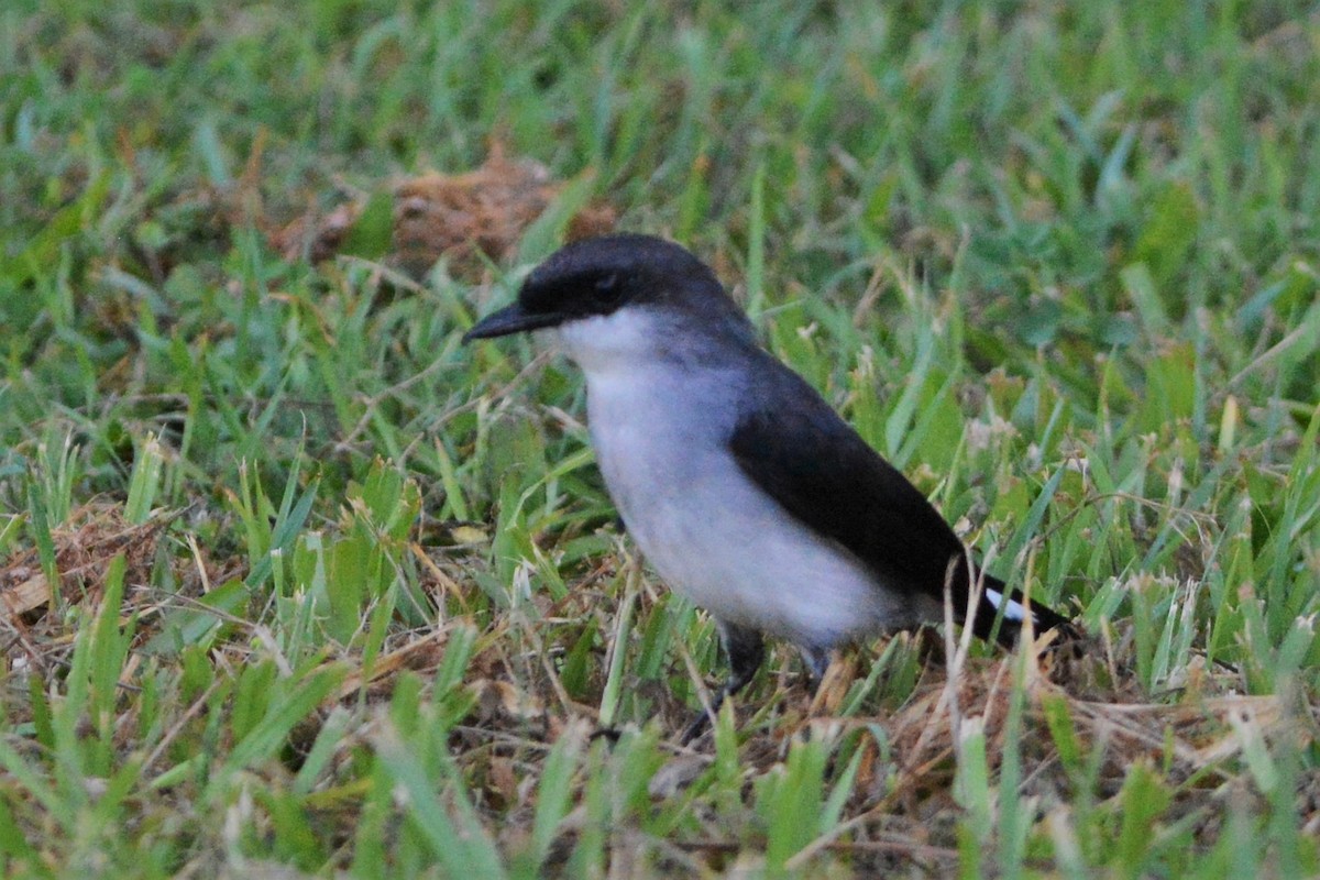 Mangrove Robin - ML25737211