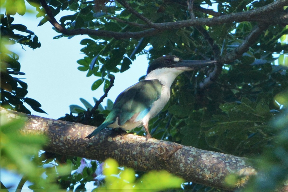 Torresian Kingfisher - ML25737231