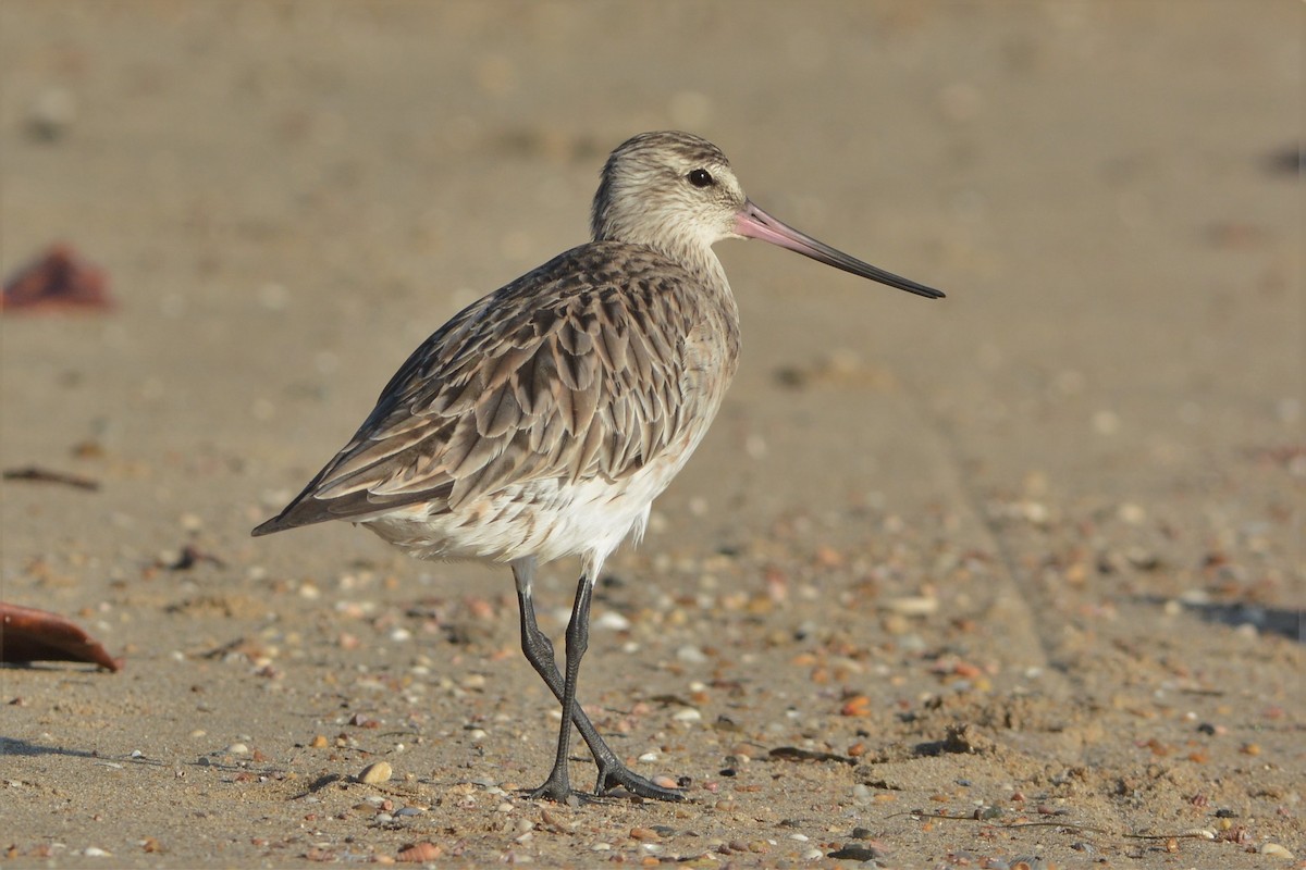 Bar-tailed Godwit - ML25737251