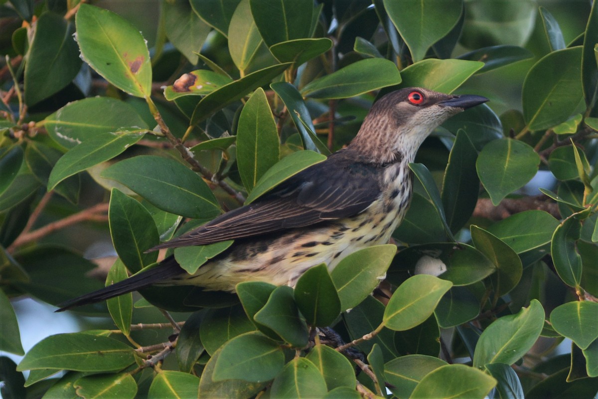 Metallic Starling - ML25737301